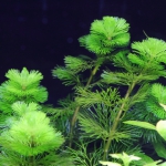 植栽から5日目　カボンバ